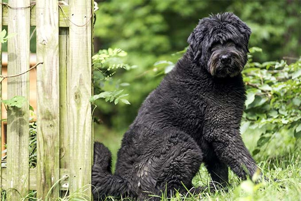 Bouvier des Flandres photo 1