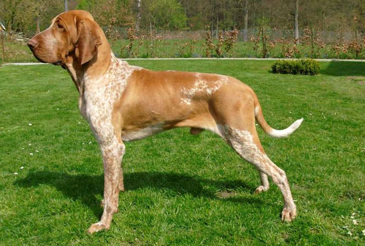 Bracco Italiano photo 1