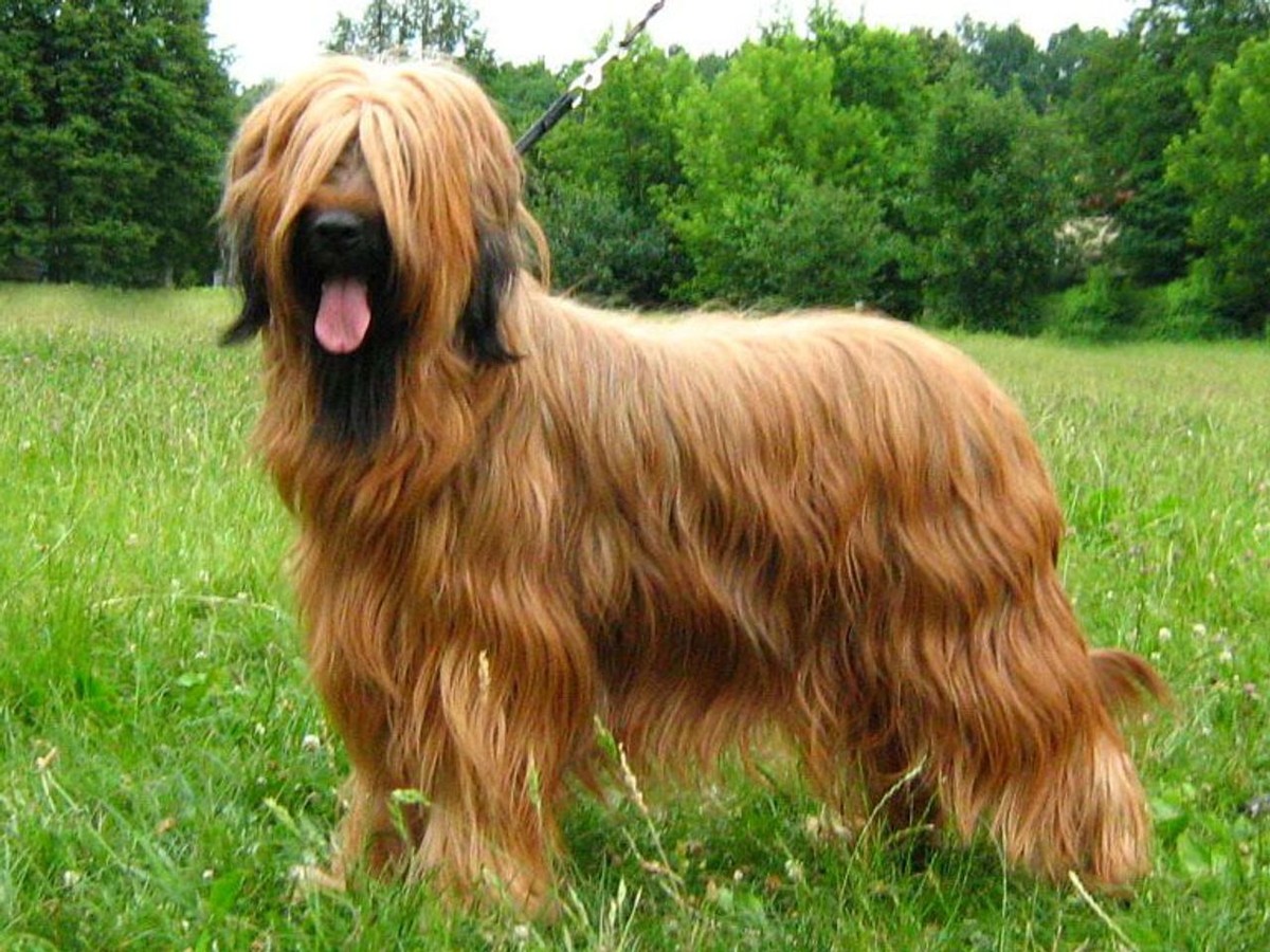 Briard photo 1