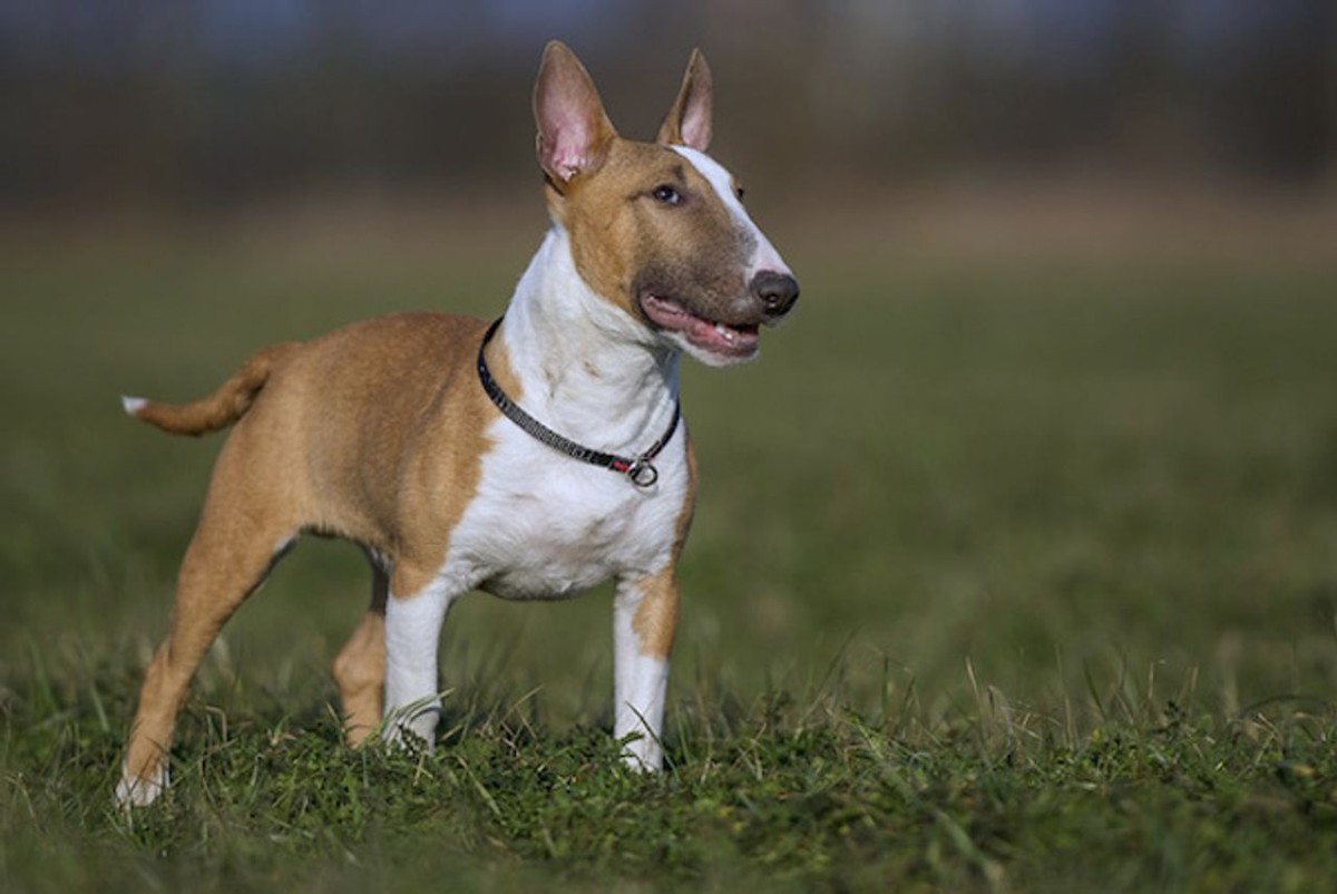 Bull Terrier (Miniature) photo 1
