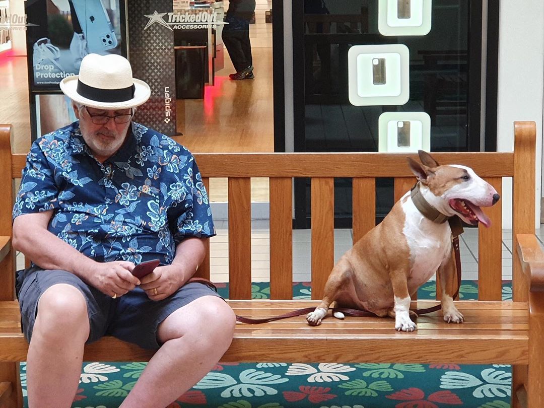 Bull Terrier photo 1