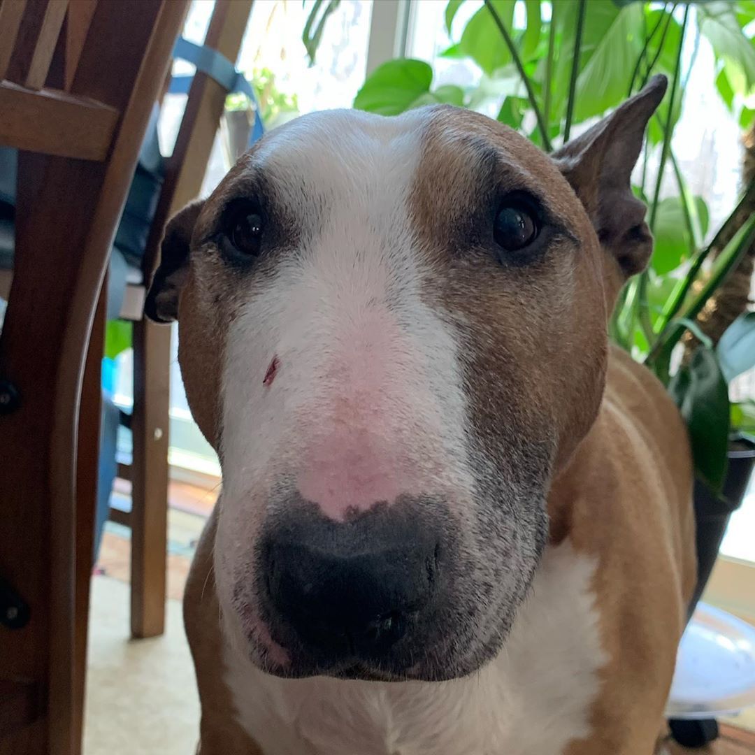 Bull Terrier photo 2