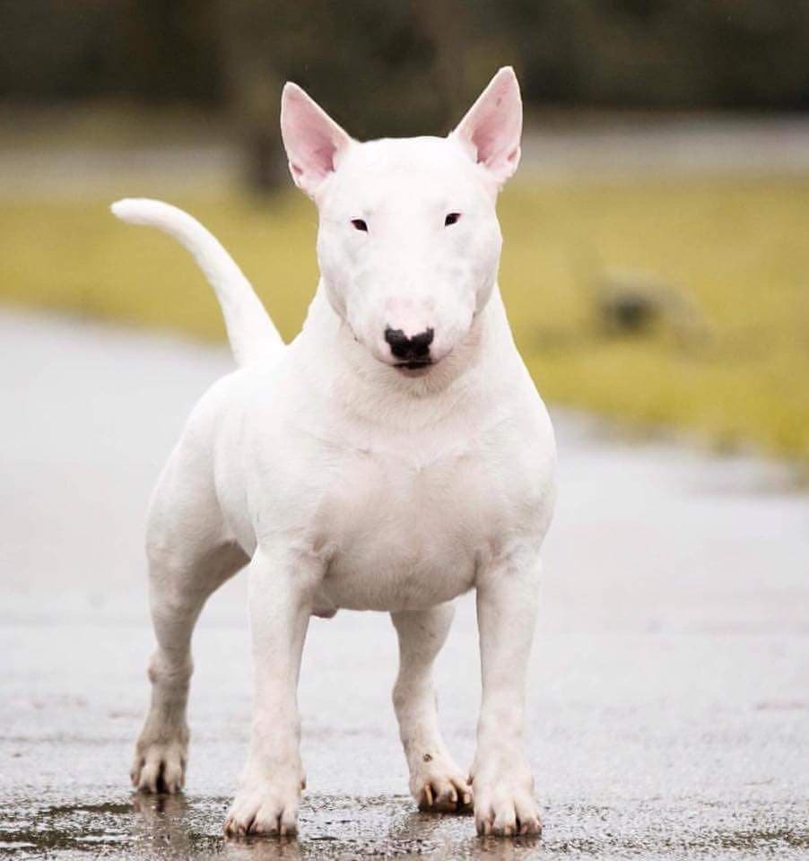 Bull Terrier photo 3