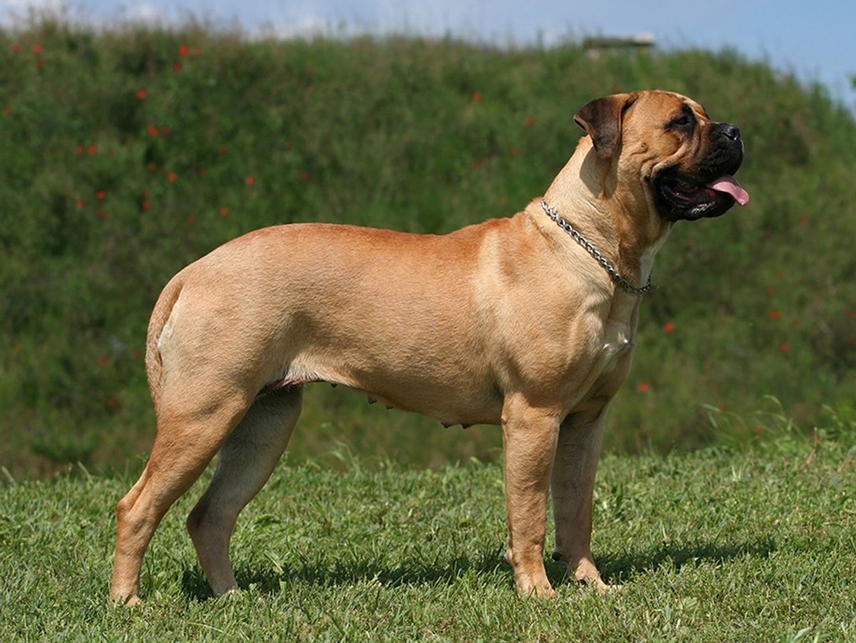 Bullmastiff photo 1