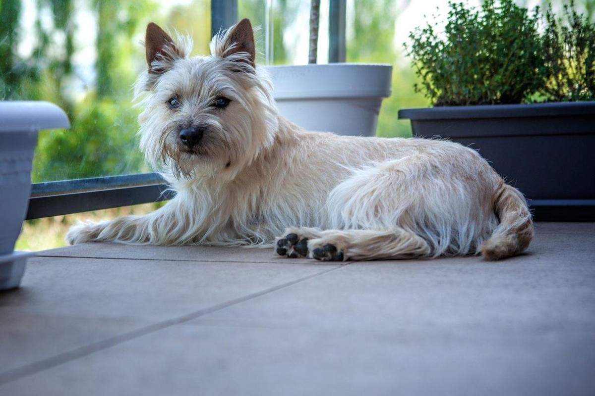 Cairn Terrier photo 1