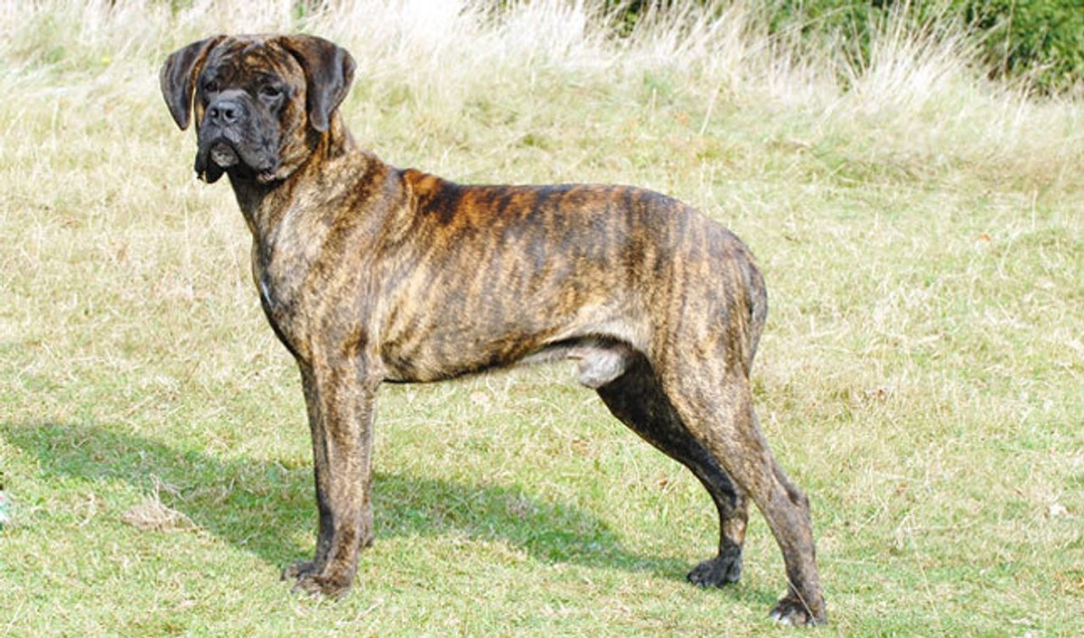 Cane Corso photo 1