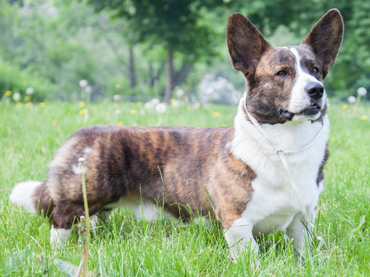 Cardigan Welsh Corgi photo 1