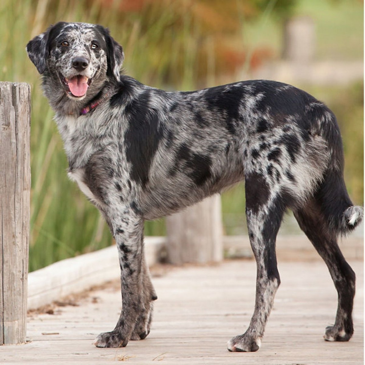 Catahoula Leopard Dog photo 1