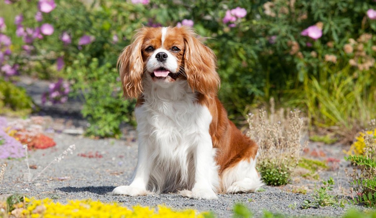 Cavalier King Charles Spaniel photo 1