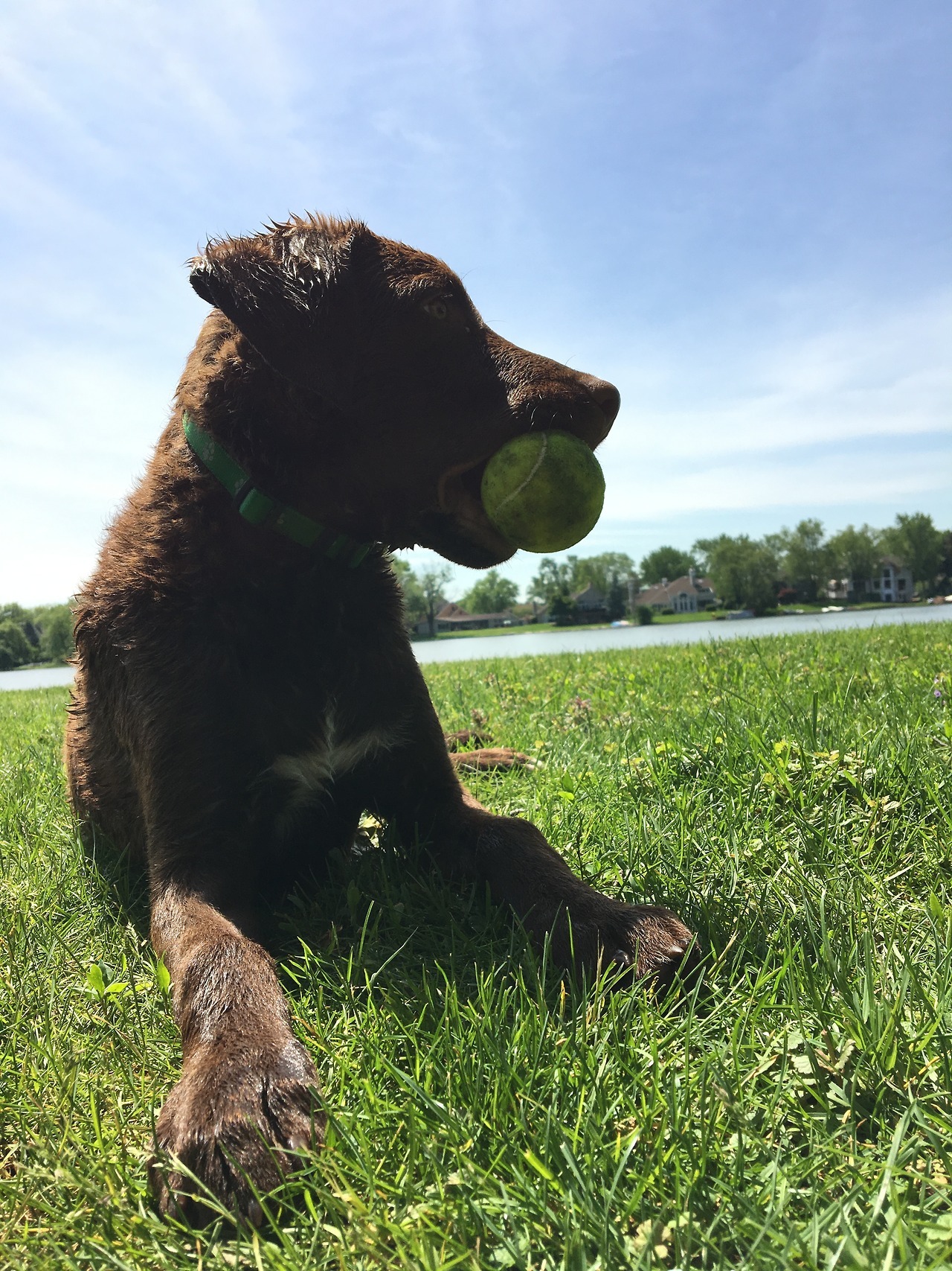 Chesapeake Bay Retriever photo 2