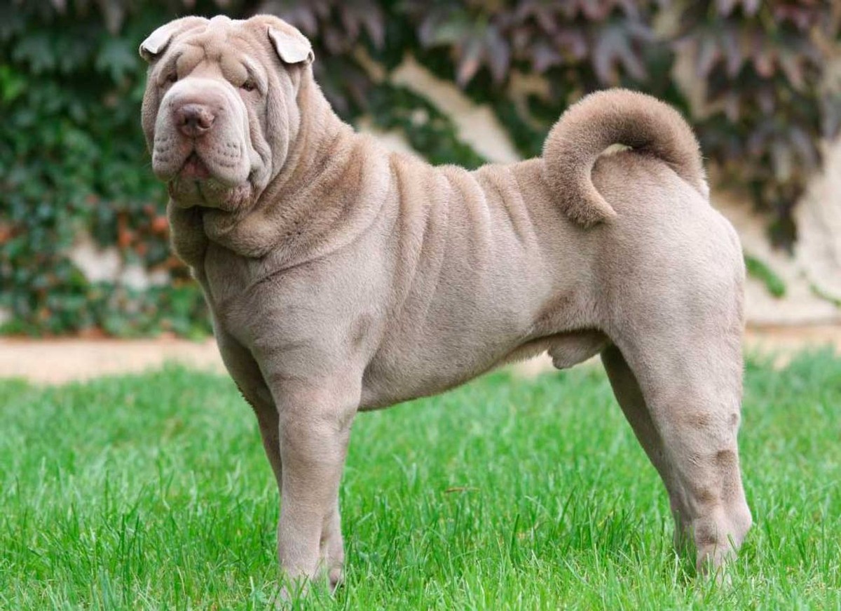 Chinese Shar-Pei photo 1