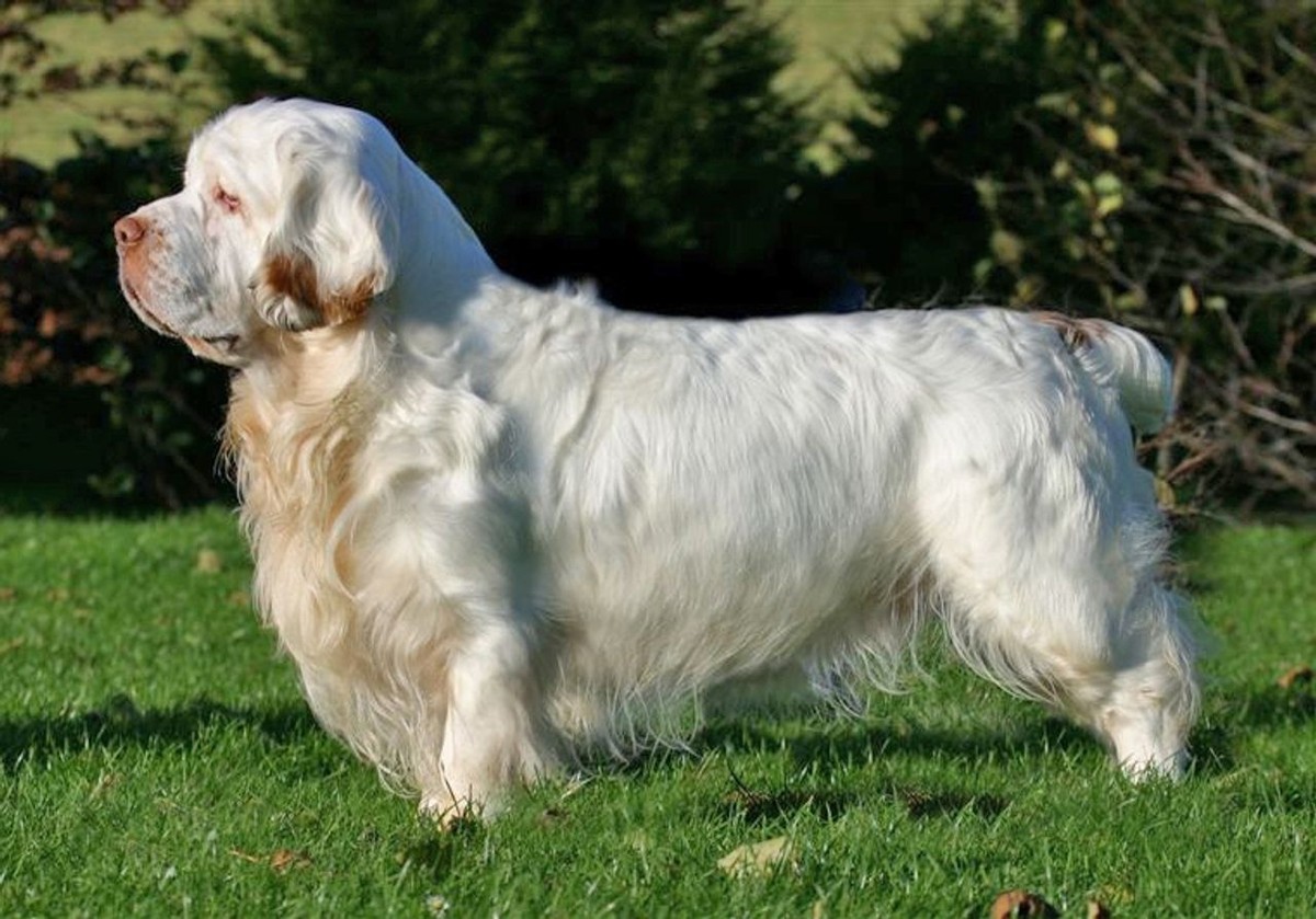 Clumber Spaniel photo 1