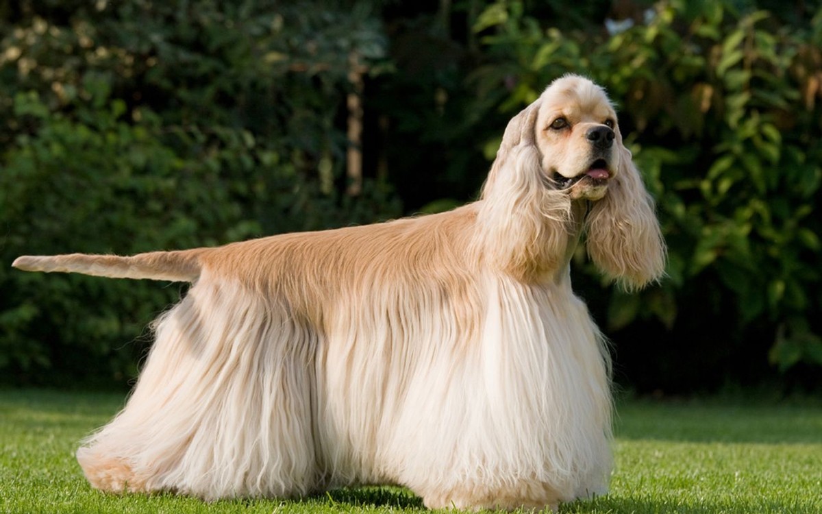 Cocker Spaniel (American) photo 1