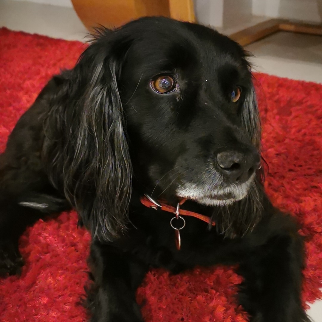 Cocker Spaniel photo 1