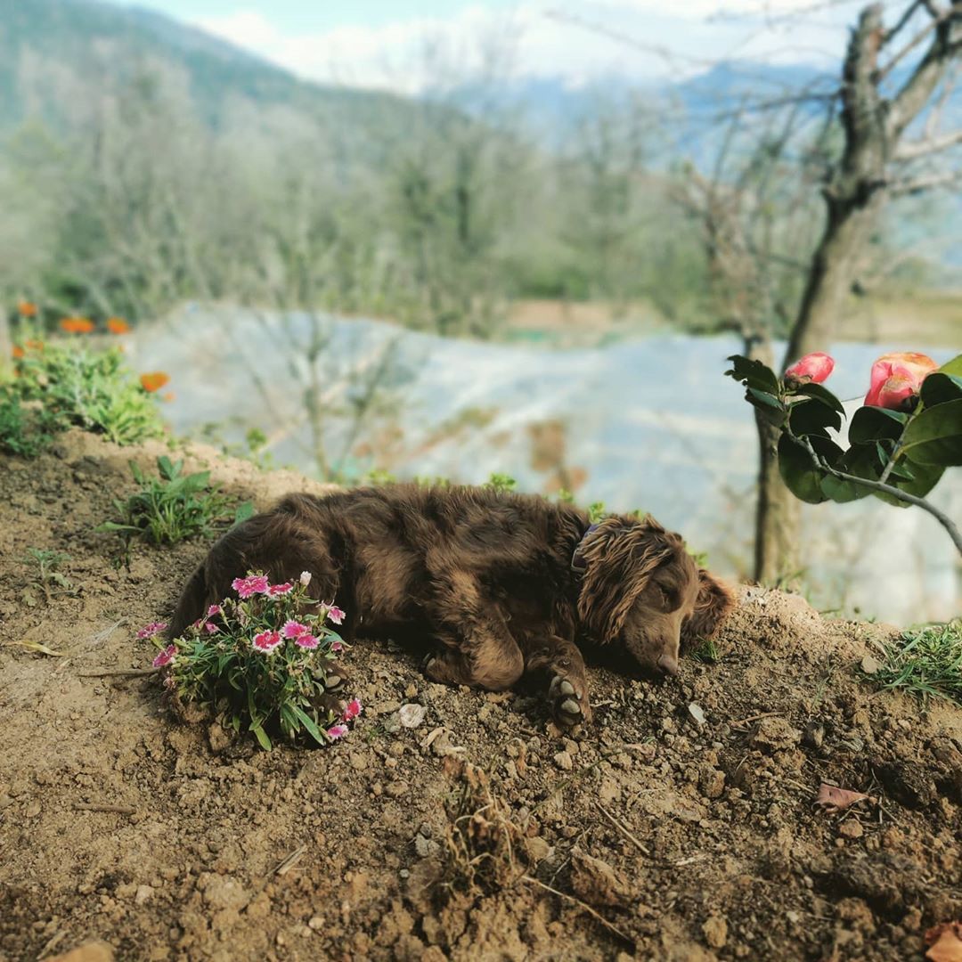 Cocker Spaniel photo 3