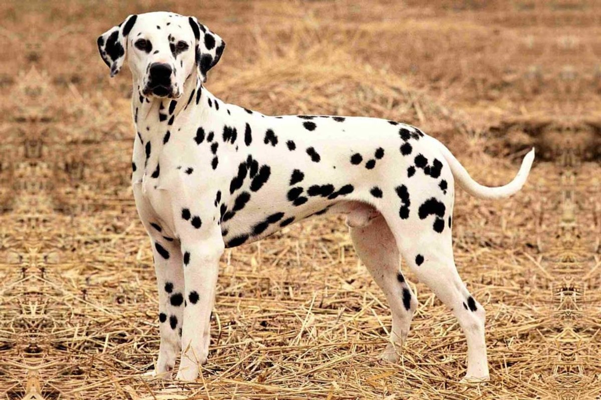 Dalmatian photo 1