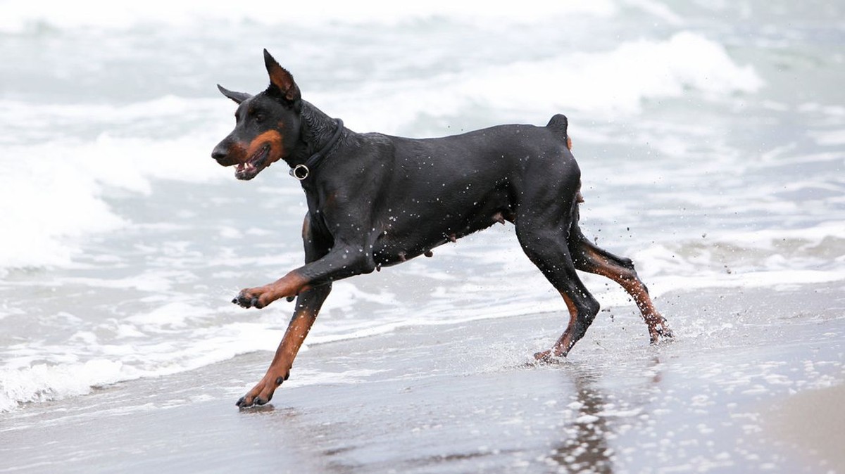 Doberman Pinscher photo 1