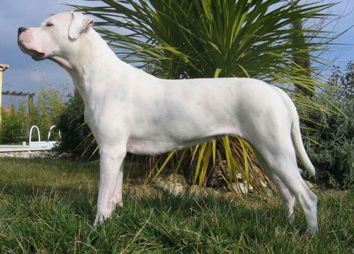 Dogo Argentino photo 1