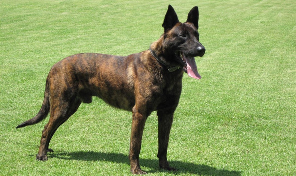 Dutch Shepherd photo 1