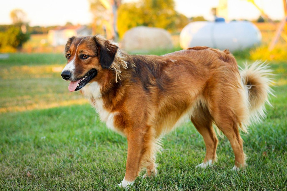 English Shepherd photo 1