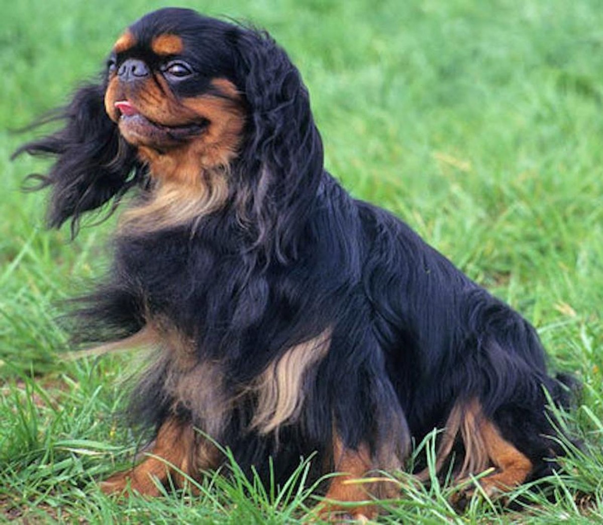 English Toy Spaniel photo 1