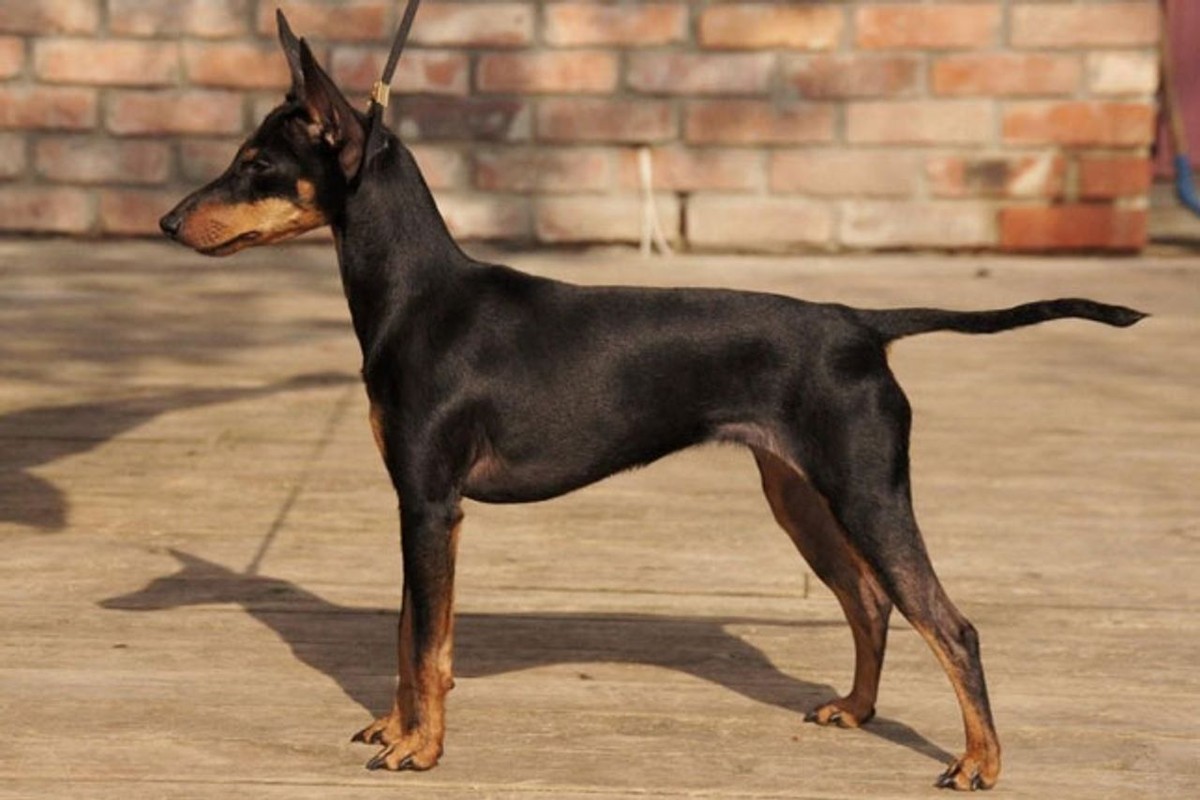 English Toy Terrier photo 1