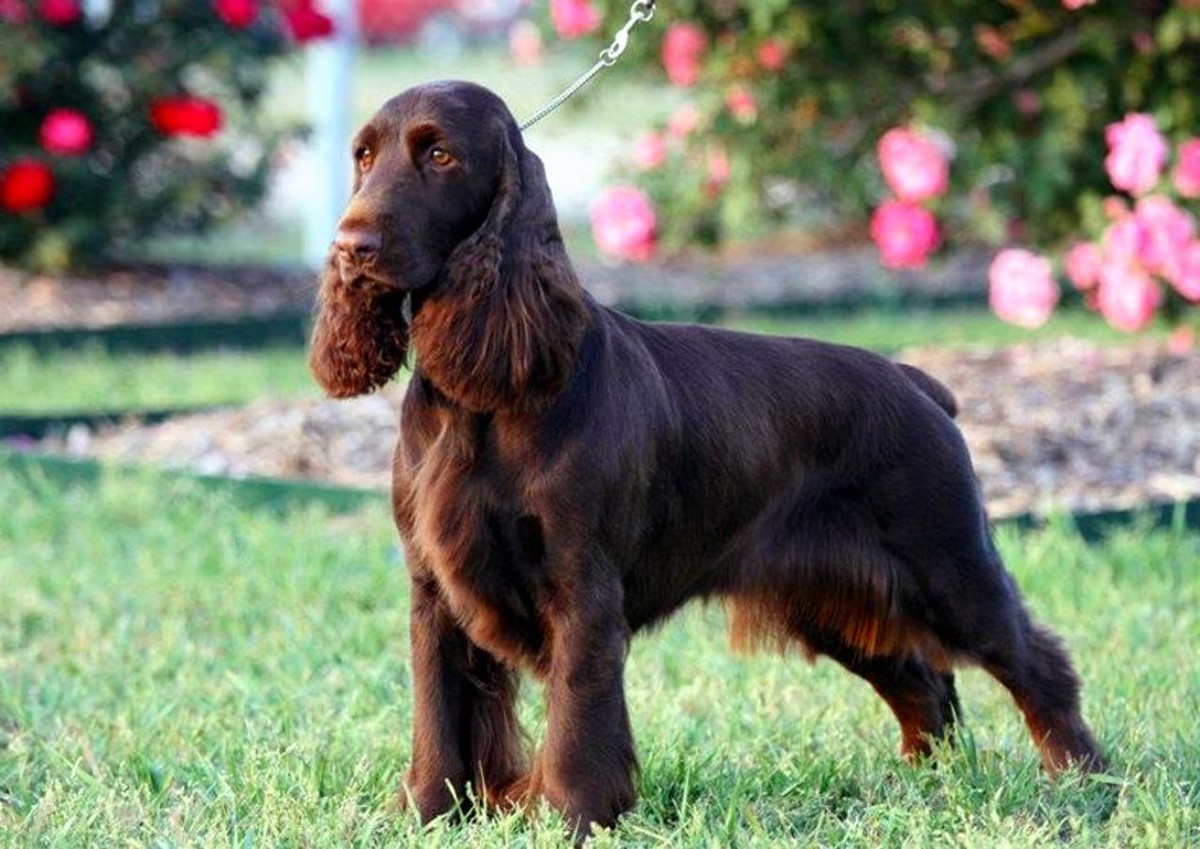 Field Spaniel photo 1