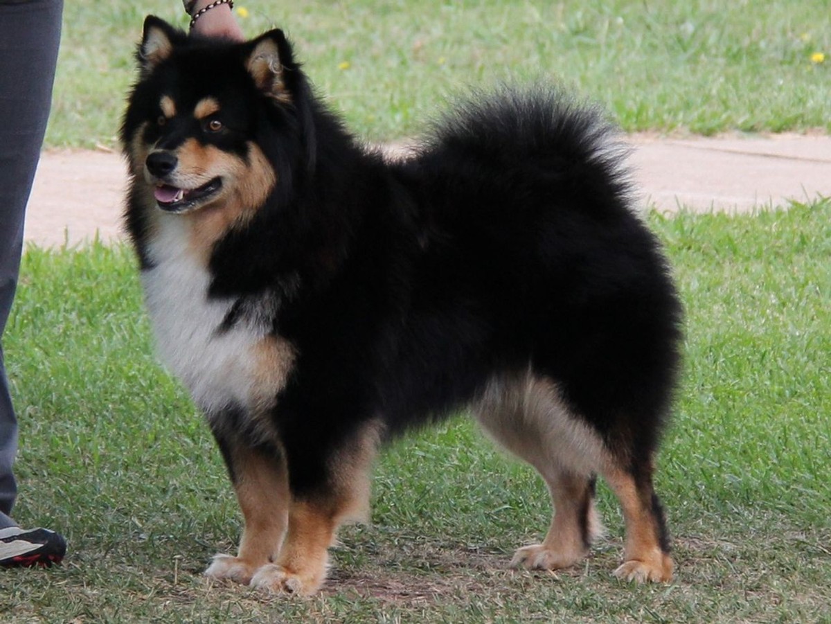 Finnish Lapphund photo 1