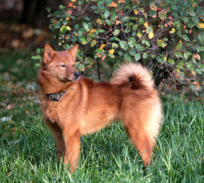 Finnish Spitz photo 1