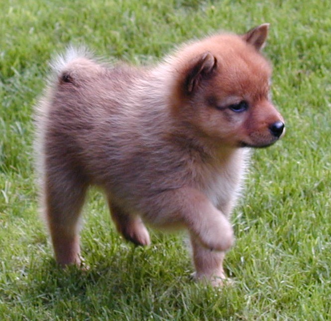 Finnish Spitz photo 3