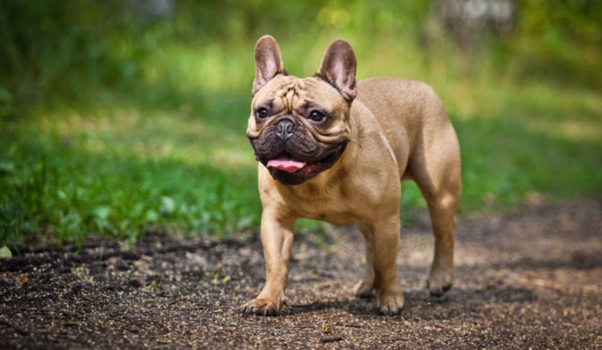 French Bulldog photo 1