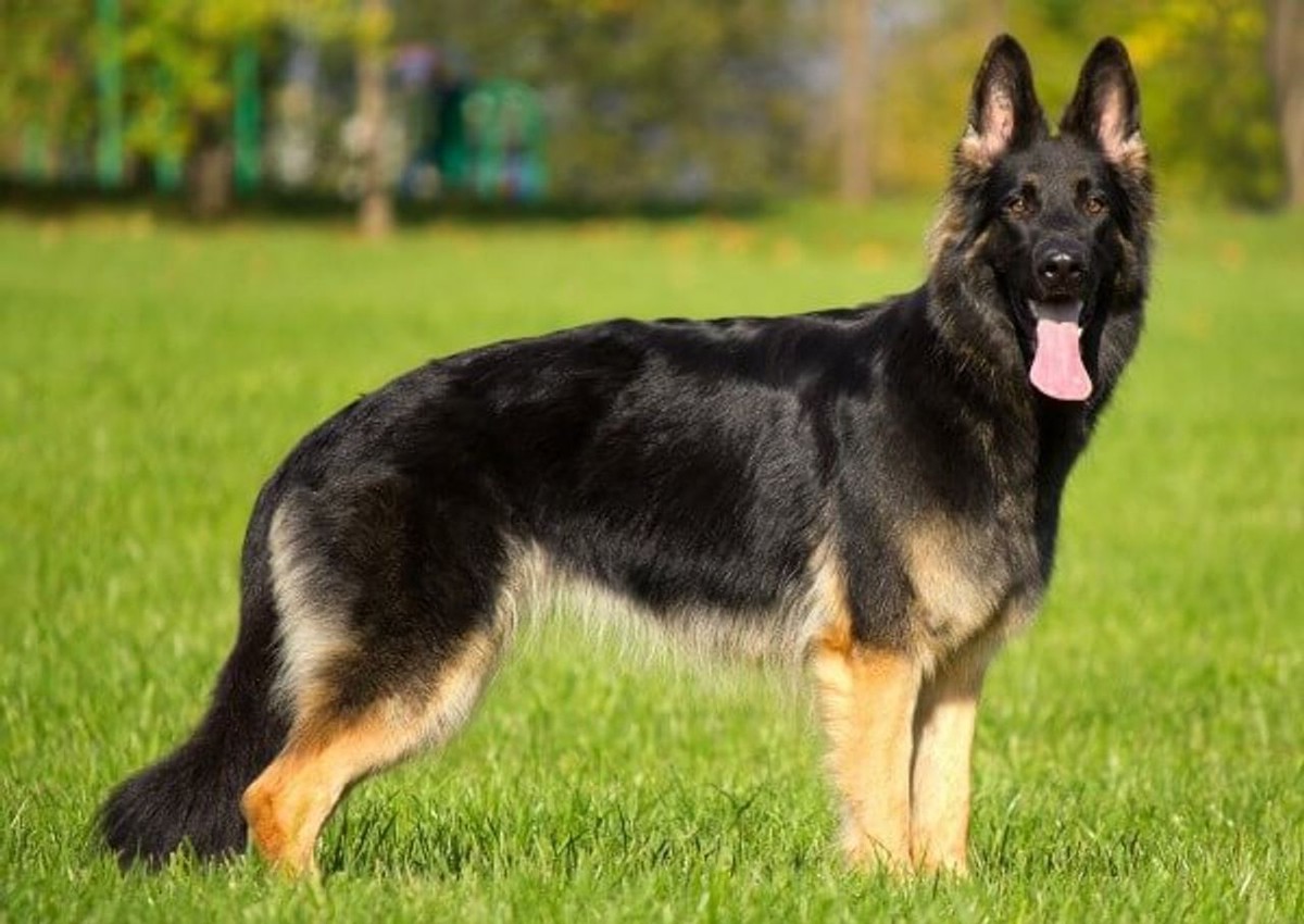 German Shepherd Dog photo 1