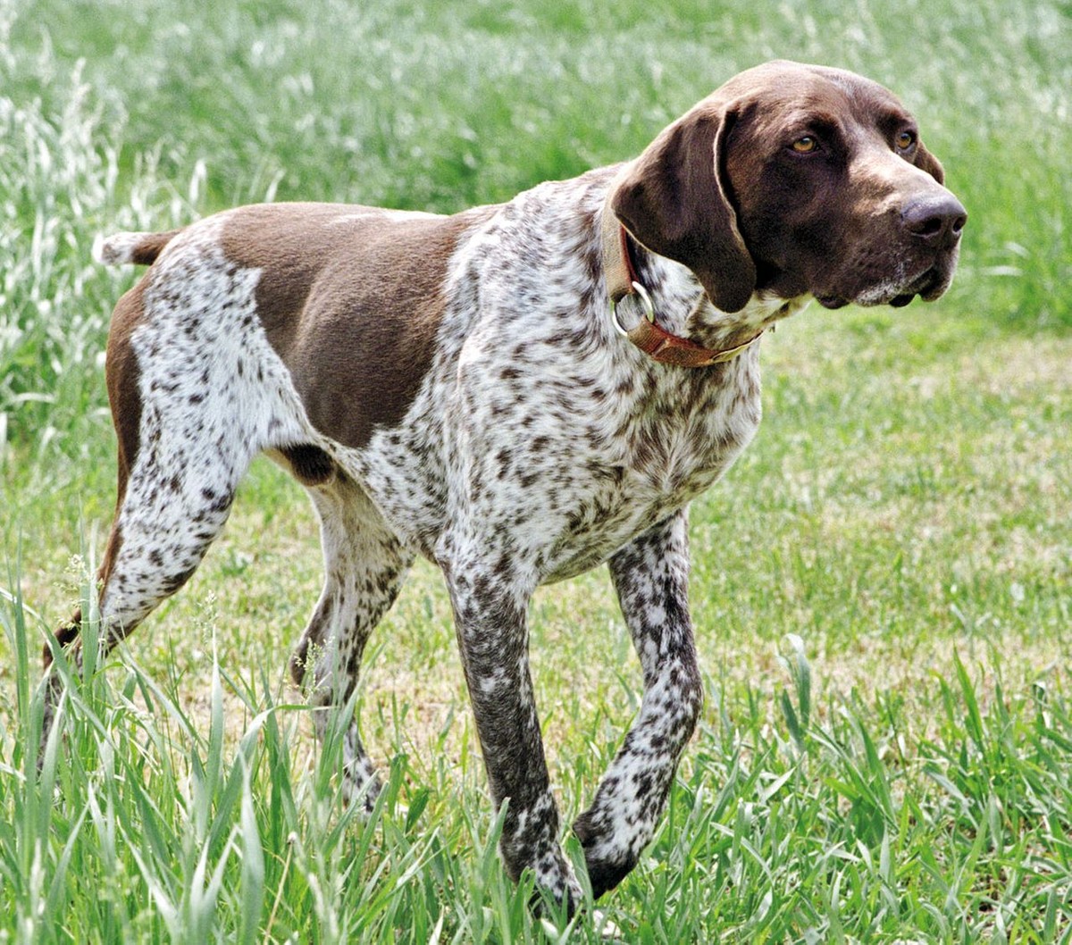 German Shorthaired Pointer photo 1