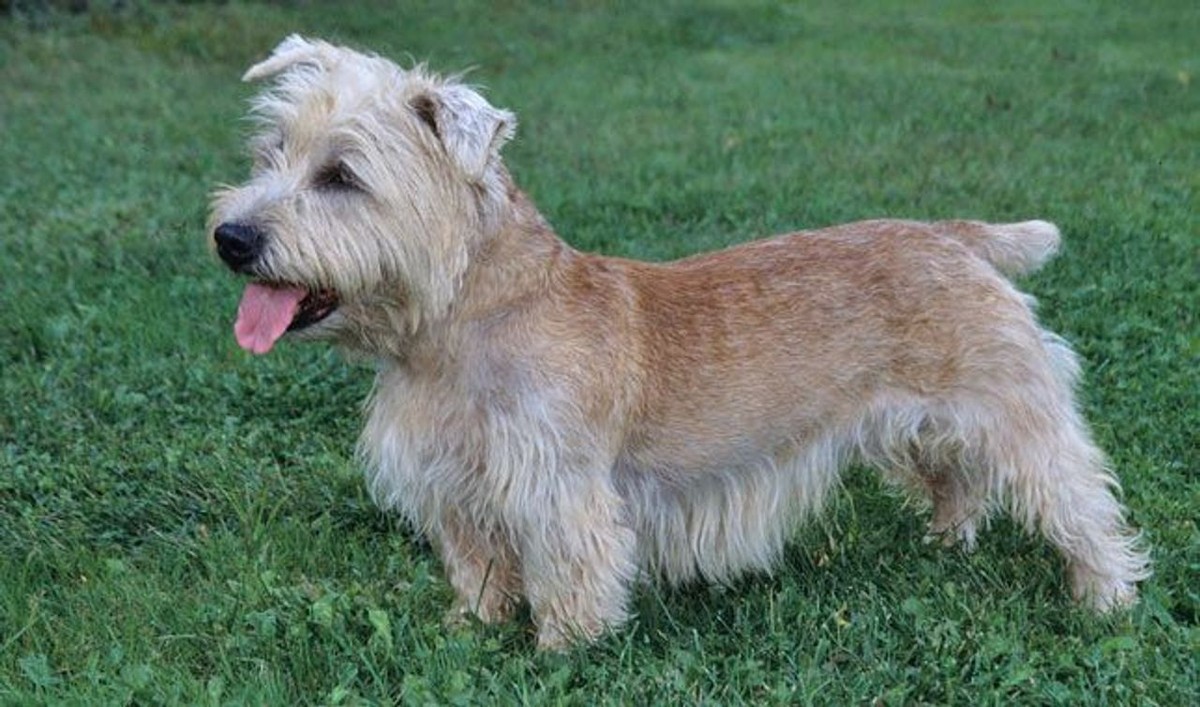 Glen of Imaal Terrier photo 1