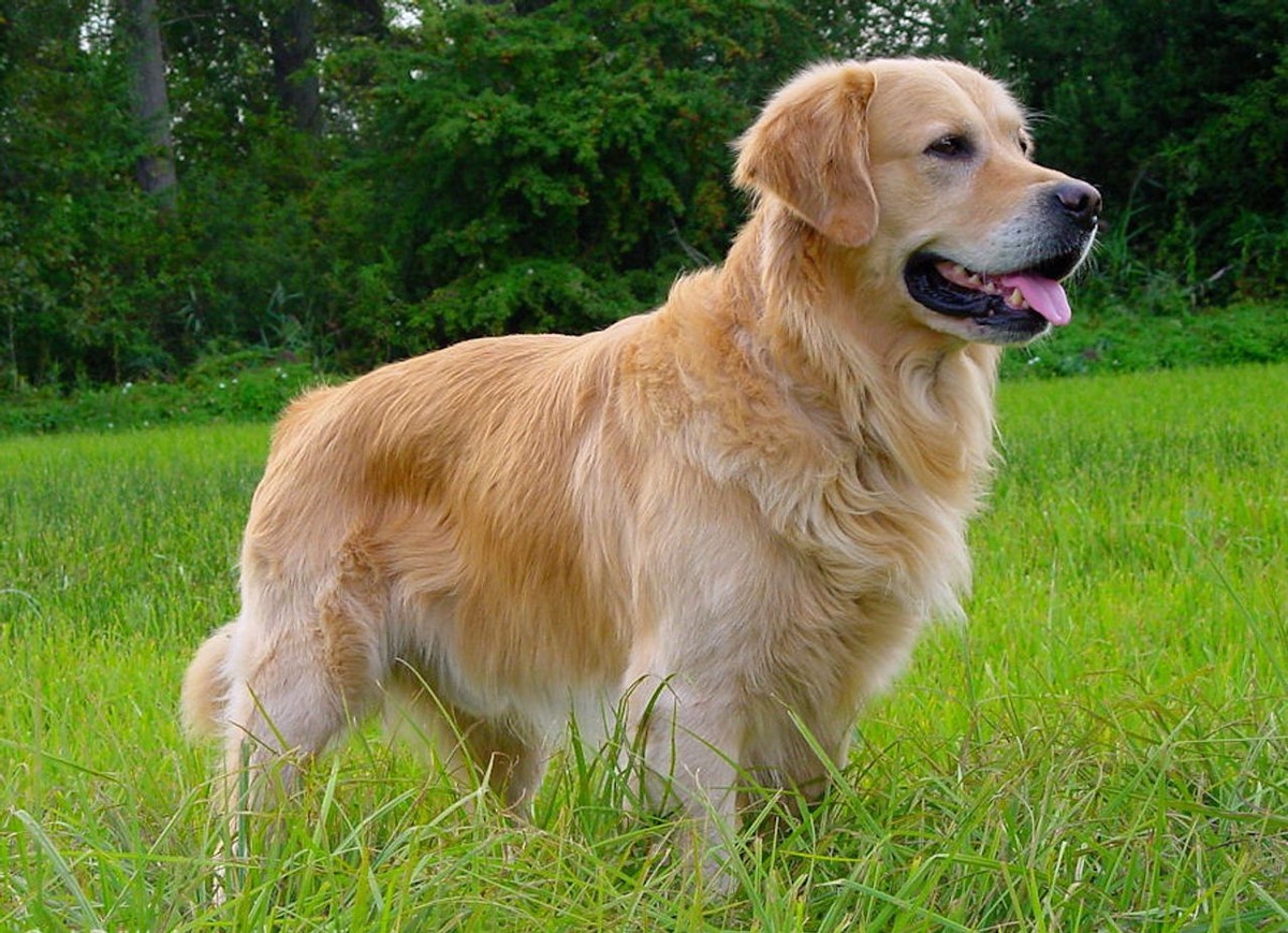 Golden Retriever photo 1