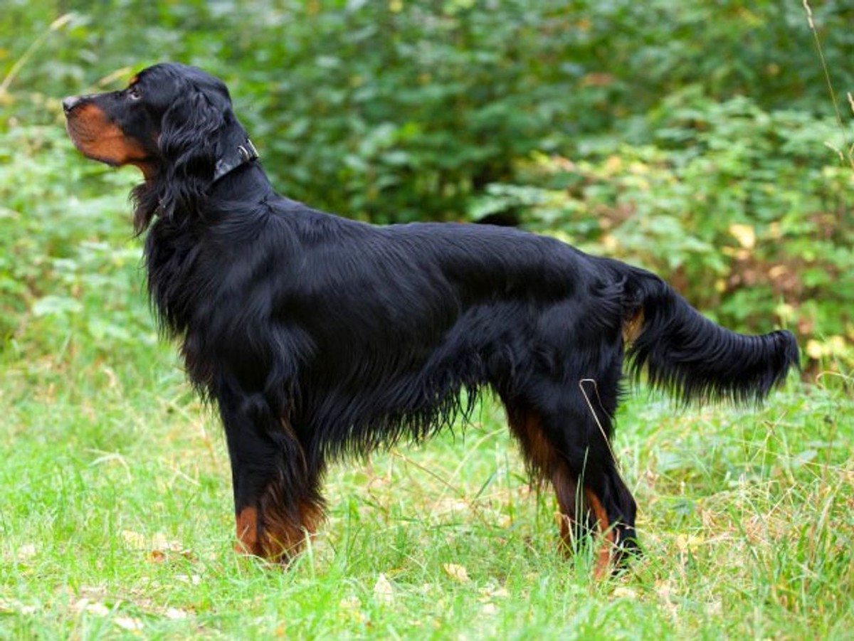 Gordon Setter photo 1