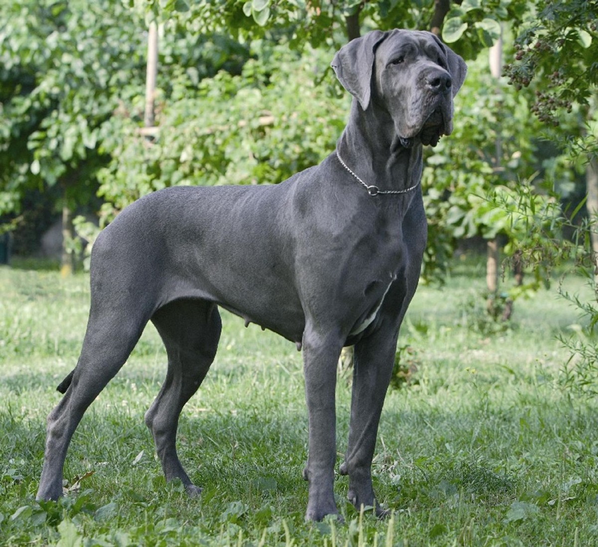 Great Dane photo 1