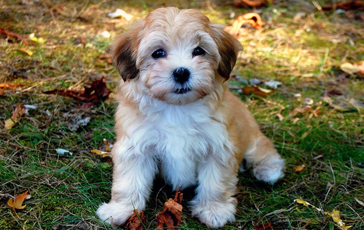 Havanese photo 1