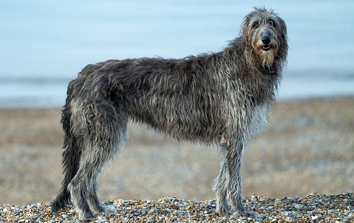 Irish Wolfhound photo 1