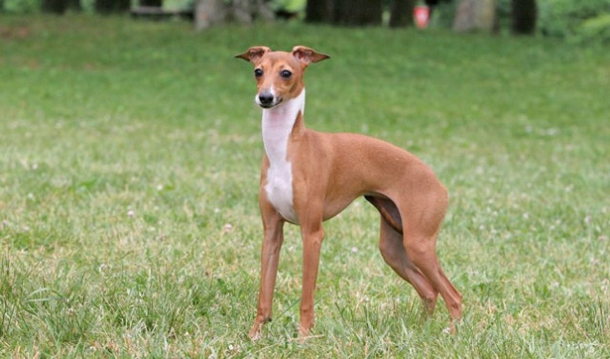 Italian Greyhound photo 1
