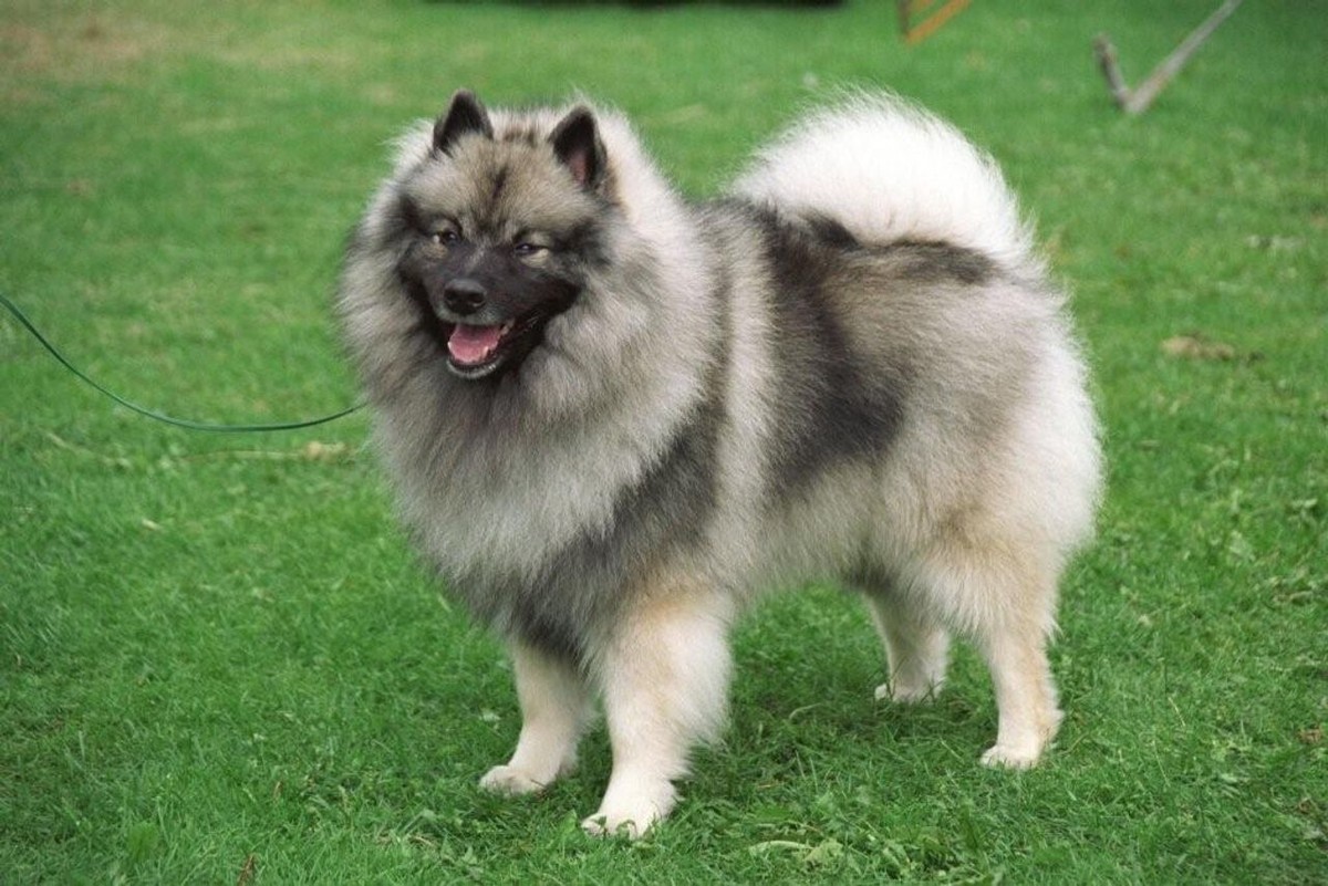 Keeshond photo 1