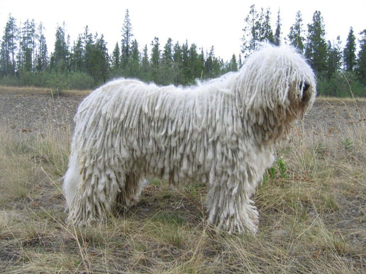 Komondor photo 1
