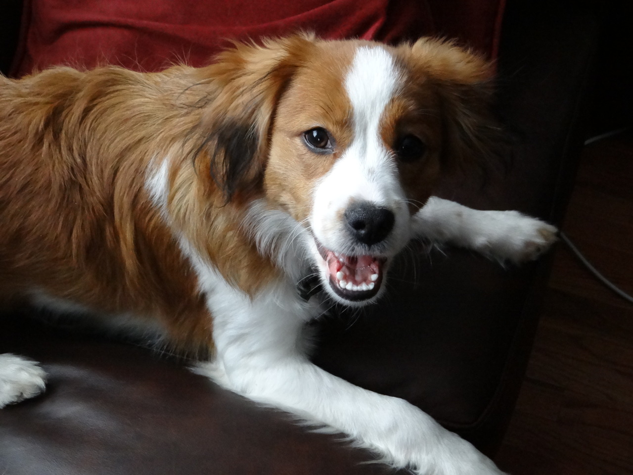 Kooikerhondje photo 1
