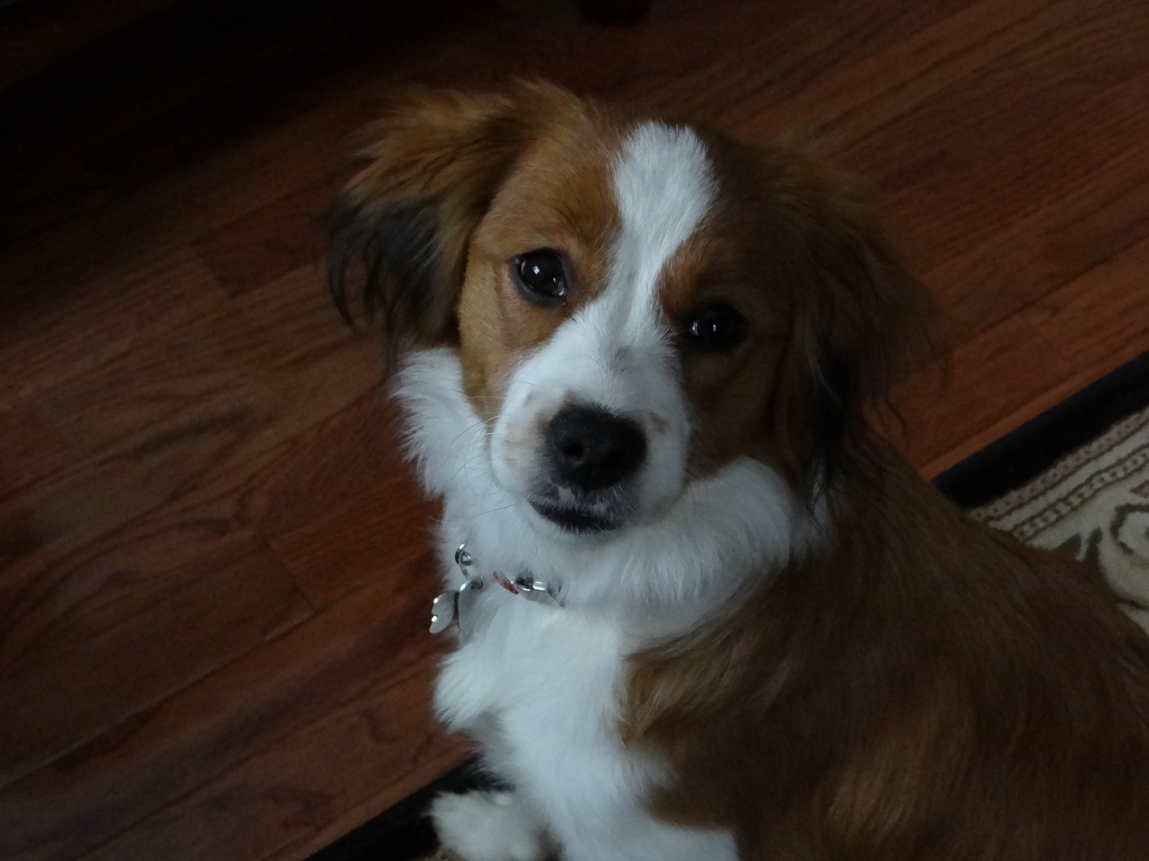 Kooikerhondje photo 2