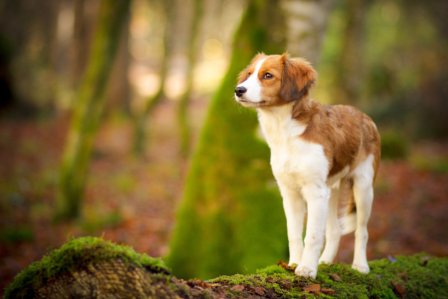 Kooikerhondje photo 3