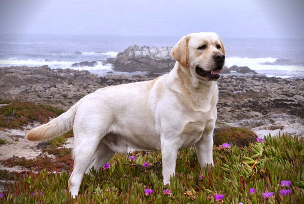 Labrador Retriever photo 1