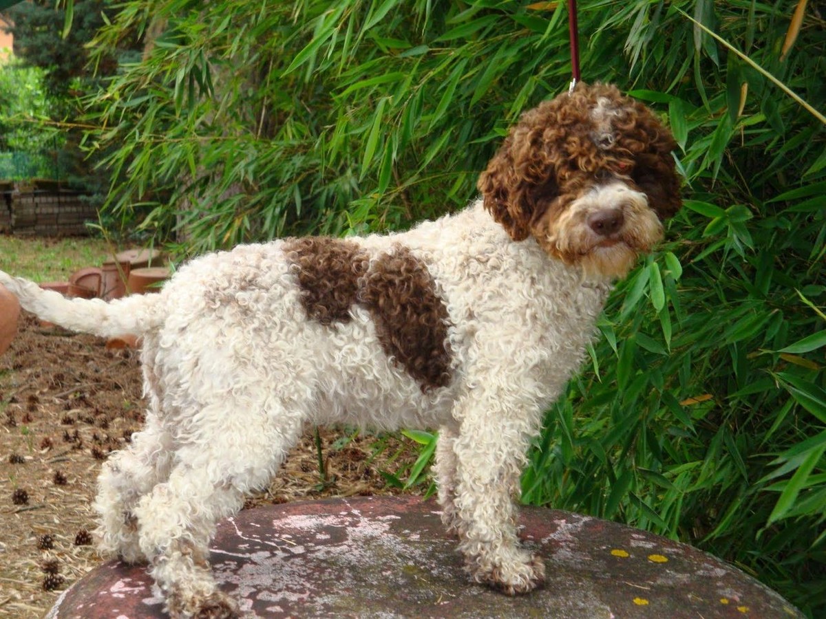 Lagotto Romagnolo photo 1