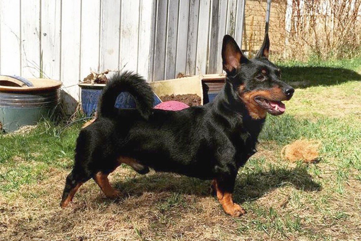 Lancashire Heeler photo 1