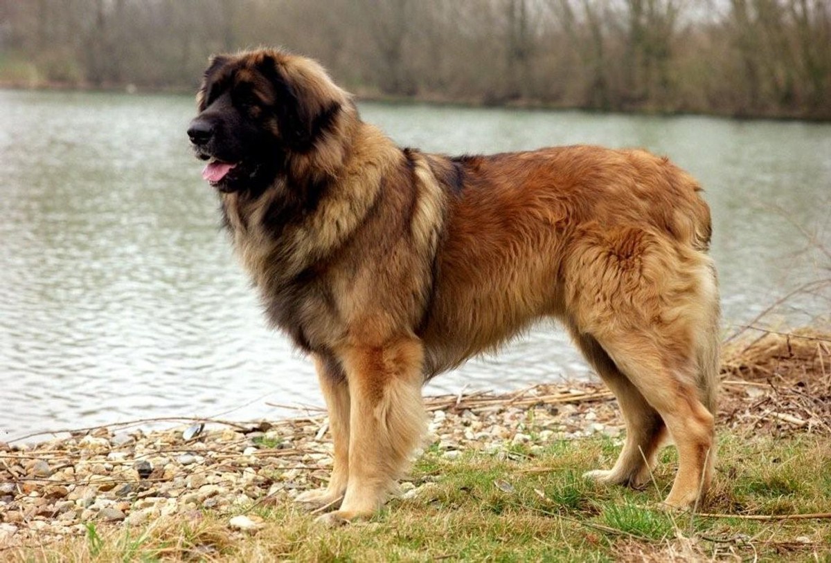 Leonberger photo 1