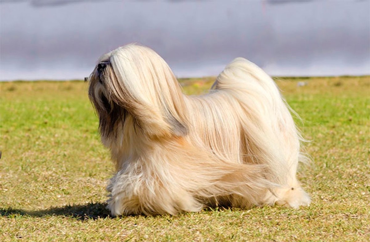 Lhasa Apso photo 1